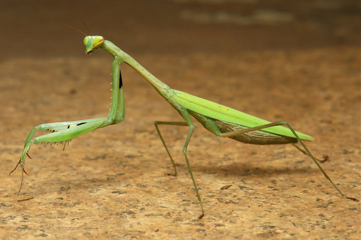 Bọ ngựa thường nhỏ (Statilia nemoralis, Statilia maculata). Ảnh: John Horstman / Flickr.