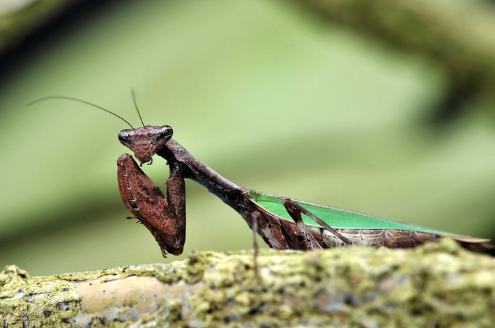 Bọ ngựa cánh bằng (Acromantis formosana, Acromantis grandis, Acromantis indica). Ảnh: Gottesanbeterin Forum.