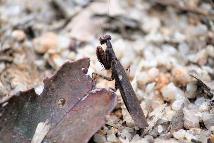 Bọ ngựa nhảy nhỏ (Gonypeta brigittae). Ảnh: iNaturalist.