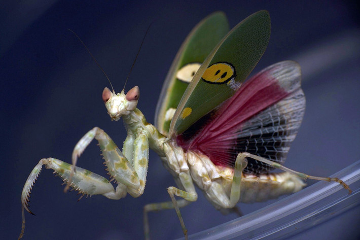 Bọ ngựa cánh đốm (Creobroter apicalis, Creobroter gemmatus, Creobroter urbanus). Ảnh: Mantis World USA.