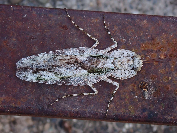 Bọ ngựa mép cánh rộng (Theopompa ophthalmica, Theopompa servillei). Ảnh: Encyclopedia of Life.