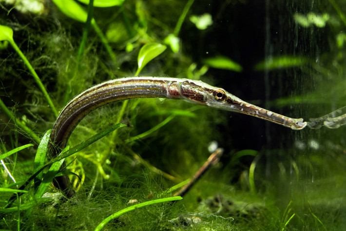 Như các họ hàng trong họ Cá chìa vôi (Syngnathidae), gồm các loài cá chìa vôi và cá ngựa, cá hải long. Loài này là loài đẻ trứng, con đực mang trứng trước khi sinh con. Ảnh: New Life Aquarium Keysborough.