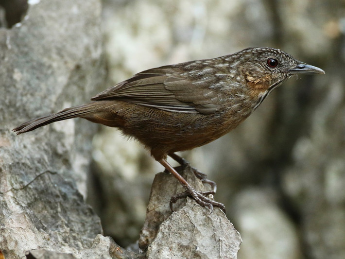 Khướu đá hoa (Napothera crispifrons) dài 18-21 cm, là loài định cư, hiếm đến tương đối phổ biến tại Tây Bắc, Đông Bắc, Bắc Trung Bộ. Chúng sống ở rừng trên núi đá vôi, quanh các mỏm đá, thường ghi nhận theo đàn nhỏ.