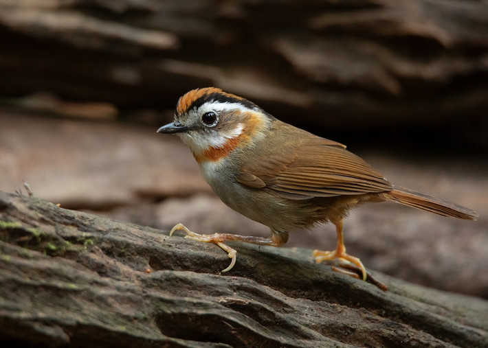 Lách tách họng hung (Schoeniparus rufogularis) dài 12-14 cm, là loài định cư không phổ biến đến tương đối phổ biến tại Tây Bắc, Đông Bắc, Bắc và Trung Trung Bộ. Chúng sống ở rừng lá rộng thường xanh, thường di chuyển ở tầng dưới rừng.