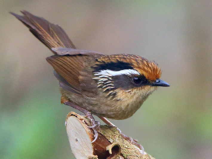 Lách tách đầu nâu (Schoeniparus dubia) dài 13-16 cm, là loài định cư tương đối phổ biến tại Tây Bắc và phần phía Tây Nam của Trung Trung Bộ. Chúng sống ở bìa rừng lá rộng thường xanh, rừng thứ sinh, cây bụi, rừng tre nứa, độ cao 1.000-2.600 mét.