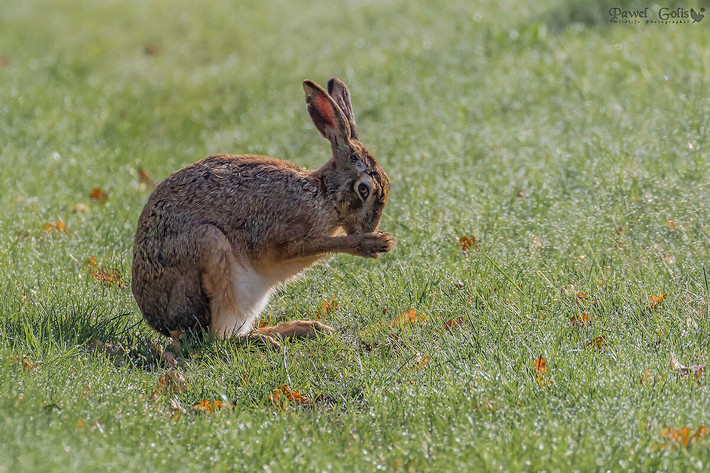Thỏ rừng châu Âu (Lepus europaeus) dài 50-70 cm, là loài thỏ bản địa ở miền Bắc, Trung, Tây Âu và Tây Á. Thường sống đơn độc, vào mùa xuân chúng sẽ "đấm bốc" để tán tỉnh nhau. Các con cái đánh đuổi con đực cho đến khi chúng sẵn sàng giao phối.