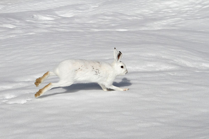 Thỏ núi (Lepus timidus) dài 46-65 cm, cư trú ở các vùng cận cực và miền núi châu Âu và châu Á. Loài có này có cái đuôi màu trắng quanh năm, còn thân mình chỉ chuyển sang màu trắng vào mùa đông.