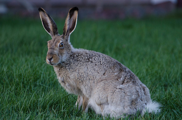Thỏ tai dài đuôi trắng (Lepus townsendii) dài 56-66 cm, phân bố rộng khắp phía Tây Bắc Mỹ. Lông của quần thể phía Bắc chuyển trắng vào mùa đông, trong khi quần thể phía Nam chỉ có mảng trắng ở hai bên hông.