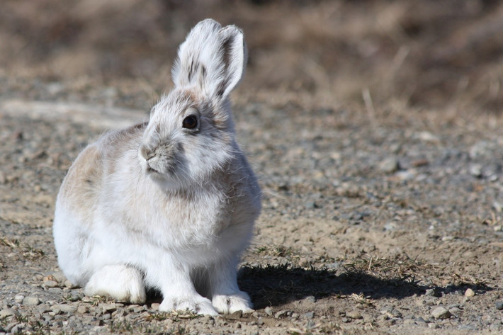 Thỏ giày tuyết (Lepus americanus) dài 36-46 cm, phân bố ở phía Bắc của Bắc Mỹ. Thích nghi với mùa đông khắc nghiệt ở khu vực, loài này có bộ lông trắng để ngụy trang, đôi bàn chân sau lớn cho phép di chuyển tốt trên tuyết xốp.
