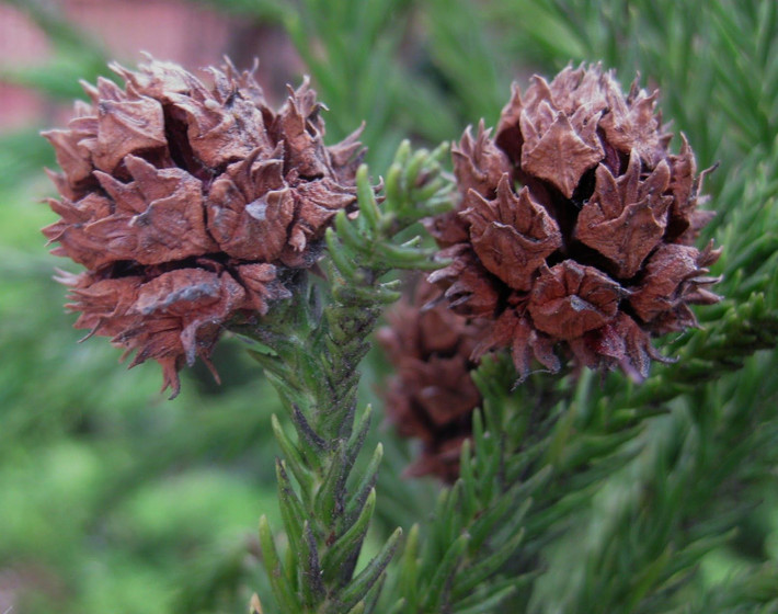 Liễu sam (Cryptomeria japonica) cao 30 mét, mọc ở vùng núi Trung Quốc và Nhật bản. Loài cây này được nhận dạng nhờ lá thon và nón tròn nhỏ.