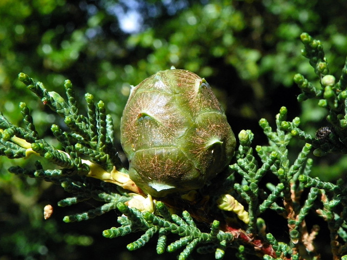 Bách Monterey (Cupressus macrocarpa) cao 25 mét, phân bố giới ở vùng bờ biển California. Mặc dù chỉ được ghi nhận ở một phạm vi rất hẹp trong thiên nhiên, loài cây có tán xòe rộng này được trồng phổ biến ở nhiều nơi trên thế giới.