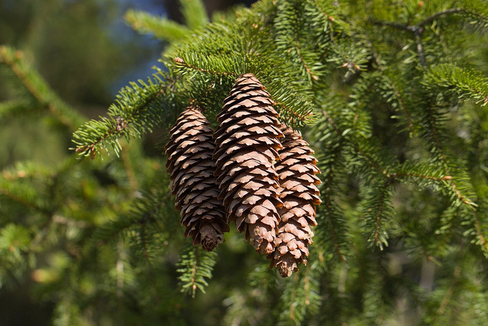 Vân sam Nauy (Picea abies) cao 50 mét, là loài cây phổ biến khắp vùng Bắc Âu. Loài cây có lá giống gai nhọn này có tốc độ sinh trưởng nhanh, là một loại cây lấy gỗ quan trọng.