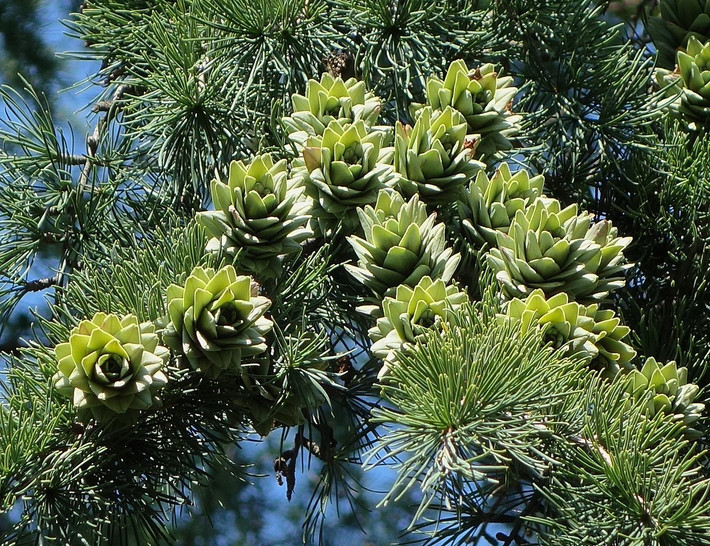 Thông kim tiền (Pseudolarix amabilis) cao 40 mét, là thực vật bản địa miền Đông Trung Quốc. Loài cây này chuyển sang màu vàng rực rỡ vào mùa thu, rồi rụng lá vào mùa đông.