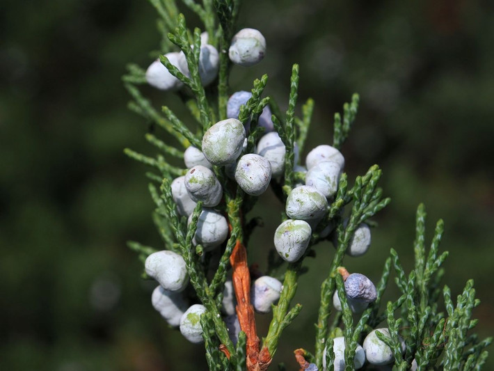 Bách xù Tây Mỹ (Juniperus occidentalis) cao 20 mét, mọc trên các sườn núi đá miền Tây Bắc Mỹ. Như các loài bách xù khác, loài cây sống lâu này tạo hạt bên trong nón giống quả mọng.