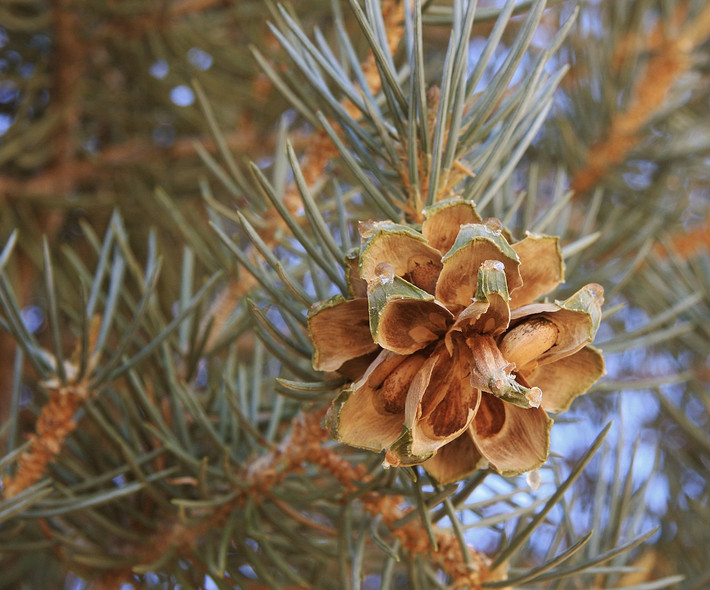Thông một lá (Pinus monophylla) cao 15 mét, có nguồn gốc từ các sườn núi đá ở Mexico và Tâm Nam nước Mỹ. Trong họ Thông, loài cây mọc thấp này là loài duy nhất có lá mọc đơn lẻ chứ không theo cụm.