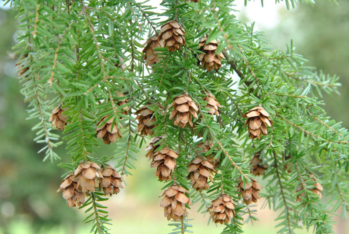Thiết sam Tây Bắc Mỹ (Tsuga heterophylla) cao 60 mét, phân bố ở miền Tây Nắc Mỹ. Là loài thiết sam lớn nhất, chúng sinh trưởng mạnh trong điều kiện mát và ẩm, tuổi thọ có thể trên 1.000 năm.