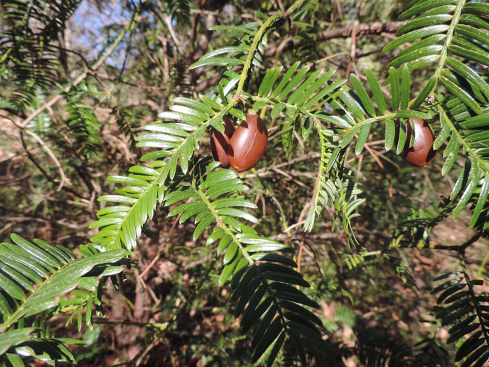 Đỉnh tùng (Cephalotaxus fortunei) cao 9 mét, mọc ở các khu rừng trên núi miền Đông và Trung Trung Quốc. Loài cây lá kim này phân cành dày đặc, nón dạng quả thịt chuyển màu nâu khi chín, có thể khiến nhiều người lầm tưởng chúng là cây hạt kín.