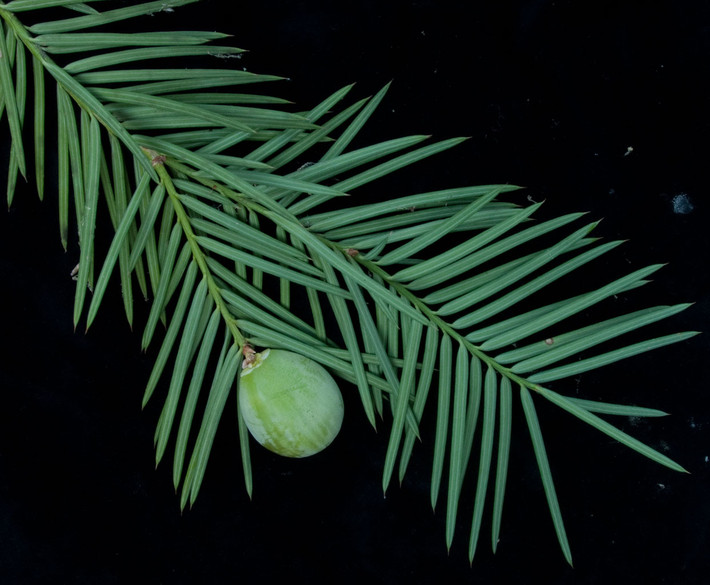 Thông đỏ California (Torreya californica) cao 30 mét, phân bố giới hạn trong các hẻm vực vùng núi California. Loài cây lá kim hiếm này có nón cái trông rất giống quả nhục đậu khấu.