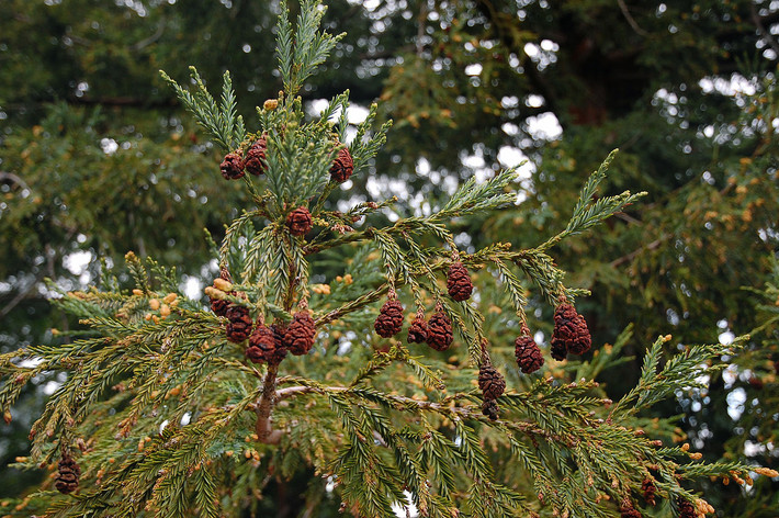 Cù tùng (Sequoia sempervirens) cao 110 mét, là thực vật bản địa vùng ven biển Bắc California. Là loài cây cao nhất thế giới, chúng có cành tương đối thưa, có thể sống đến 1.000 năm.
