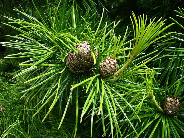 Kim tùng Nhật Bản (Sciadopitys verticillata) cao 25 mét, phân bố giới hạn ở vùng núi Nhật Bản. Chúng có lá mảnh mọc xòe tròn như nan một chiếc ô, nón dễ vỡ khi chín già.