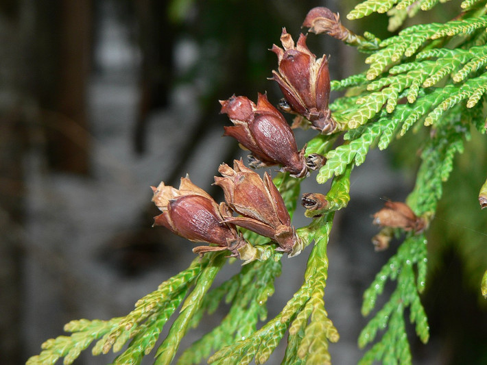 Tuyết tùng đỏ Tây Bắc Mỹ (Thuja plicata) cao 50 mét, phân bố ở Tây Bắc lục địa Bắc Mỹ. Chúng có lá dạng vảy mọc theo cụm phẳng dẹt, gỗ có khả năng chống mục rất tốt.