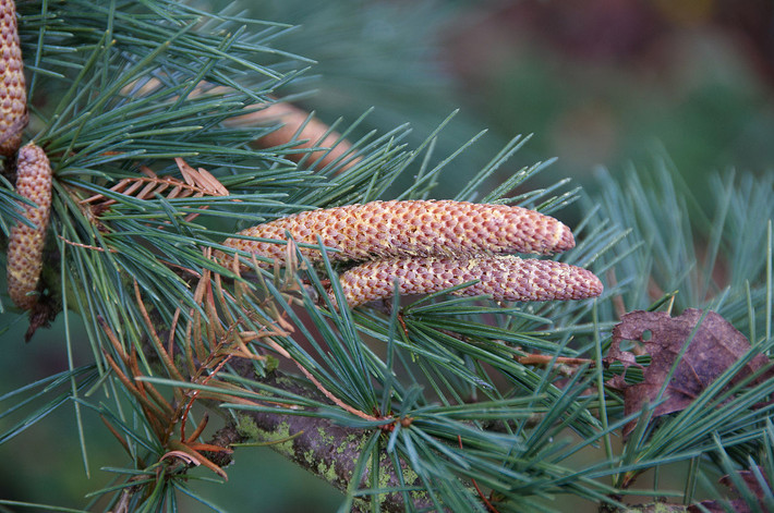 Tuyết tùng Himalaya (Cedrus deodara) cao 50 mét, là thực vật bản địa Tây Himalaya. Coi đây là loại cây thần thánh, người Hindu giáo dùng chúng để chế dầu thơm dùng trong nghi lễ thanh tẩy.