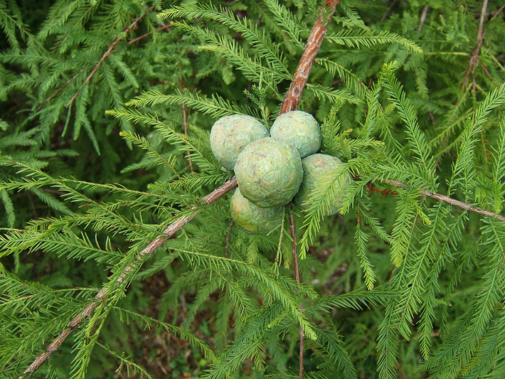 Bụt mọc (Taxodium distichum) cao 40 mét, mọc trong các vùng đầm lầy ở Đông Nam nước Mỹ. Chúng có gốc xòe ra để trụ vững được trên vùng đất mềm ngập nước, rễ có nhiều ụ nhô lên để lấy oxy.