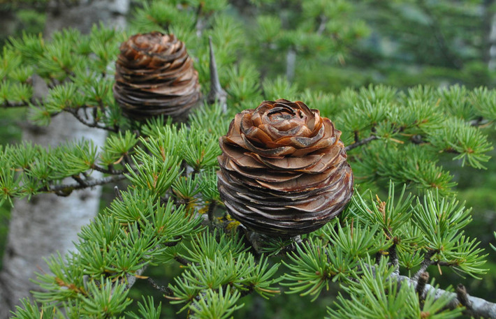 Tuyết tùng Lebanon (Cedrus libani) cô 40 mét, mọc ở lưu vực Đông Địa Trung Hải. Có cành tỏa rộng đẹp mắt, chúng là cây trồng làm cảnh phổ biến, dù rất hiếm gặp trong tự nhiên.