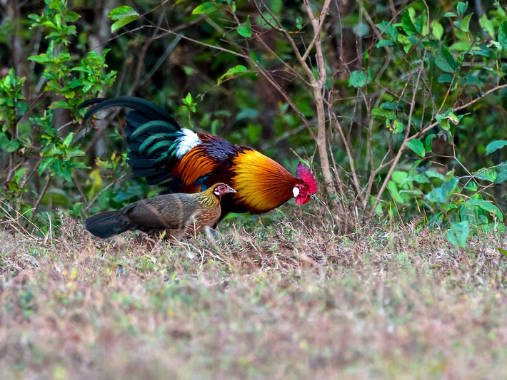 Gà rừng (Gallus gallus) dài 41-78 cm, phân bố ở Nam và Đông Nam Á. Con trống ở loài gà này có mào và yếm thịt đặc trưng, giao phối với nhiều con mái. Chúng là tổ tiên của các giống gà nhà trên thế giới.
