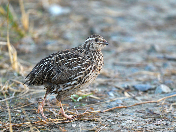Chim cút Nhật Bản (Coturnix japonica) dài 16-18 cm, phân bố ở Nga và Đông Á. Loài chim này có vai trò quan trọng trong đời sống con người từ, được sử dụng như đối tượng trong phòng thí nghiệm cũng như nguồn cung cấp thịt và trứng dồi dào.