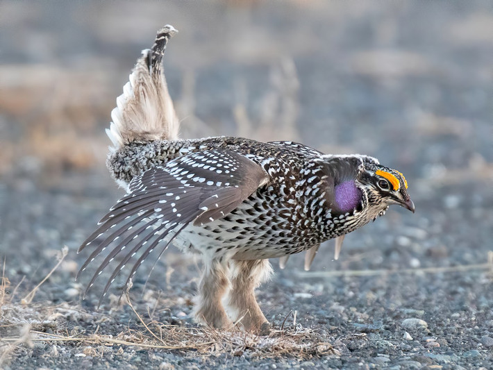 Gà trĩ đuôi nhọn (Tympanuchus phasianellus) dài 41-47 cm, phân bố rộng ở Bắc Mỹ. Loài náy có cái đuôi hếch lên đặc trưng, con trống cũng có túi da ở cổ.