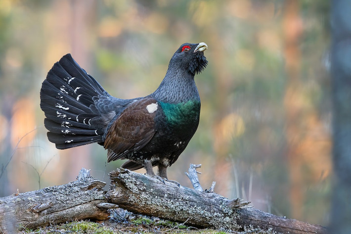 Gà thông rừng (Tetrao urogallus) dài 60-87 cm, phân bố ở các khu rừng lá kim châu Âu và Nga. Các con trống của chúng xòe đuôi và cất tiếng kêu đặc trưng khi biểu diễn trước con mái. Đây là thành viên lớn nhất trong các loài gà thông.