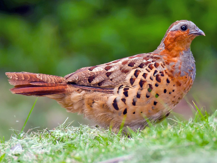 Gà tre Trung Hoa (Bambusicola thoracicus) dài 31 cm, là loài chim bản địa Trung Quốc. Con trống của loài này phát ra những tiếng kêu lớn, đa âm tiết suốt ngày và suốt năm như một cách khẳng định lãnh thổ.