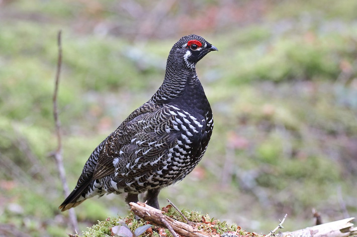 Gà vân sam (Canachites canadensis) dài 39-40 cm, phân bố ở các khu rừng lá kim Bắc Mỹ. Giống như các loài gà thông khác, chúng có thể tiêu hóa lá thông và lá vân sam, thứ mà phần lớn các loài động vật khác không thể ăn được.