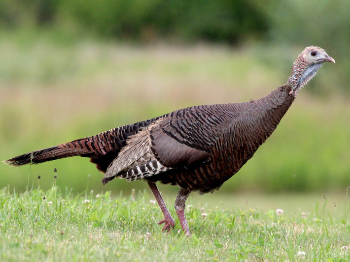 Gà Tây hoang (Meleagris gallopavo) dài 1,1-1,2 mét, là loài gà bản địa Bắc Mỹ. Loài chim dạng gà có yếm cổ này là tổ tiên của gà Tây nhà. Các giống gà Tây nhà béo trục béo tròn và không thể bay như tổ tiên hoang dã.
