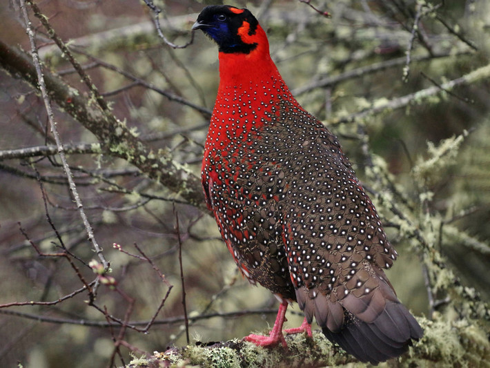 Gà lôi tía sừng xanh (Tragopan satyra) dài 60-70 cm, sống chủ yếu trên cây ở vùng Himalaya. Con trống của loài này xòe yếm và giương "sừng" - hai túm lông màu xanh sau mắt - để phô diễn trước con mái.
