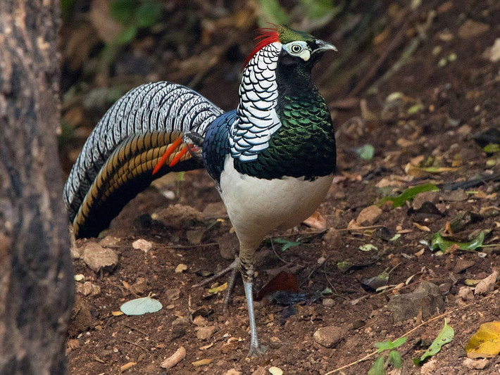 Trĩ xanh (Chrysolophus amherstiae) dài 60-120 cm, có nguồn gốc từ Trung Quốc và Myanmar. Tương tự nhiều loài trĩ khác, chỉ con trống của loài này mới có bộ lông đẹp mắt, và chỉ con mái chăm sóc con.