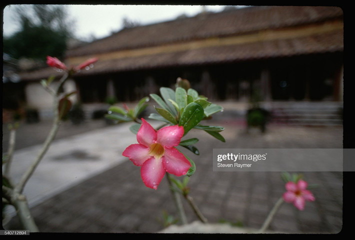 Hoa sứ nở trong khuôn viên lăng vua Tự Đức ở Huế, 1994.