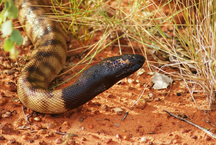 Trăn đầu đen (Aspidites melanocephalus) dài 3 mét, là động vật đặc hữu của Australia. Có mặt ở nhiều sinh cánh khác nhau, chúng săn bò sát và các loài rắn nhỏ hơn.