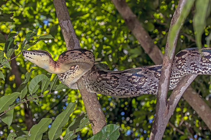 Trăn Dumeril (Acrantophis dumerili) dài 1,8 mét, sống trong các khu rừng ẩm ở Madagascar. Loài trăn này có thể rơi vào trạng thái ngủ lịm khi trú trong hang suốt những tháng lạnh và khô.