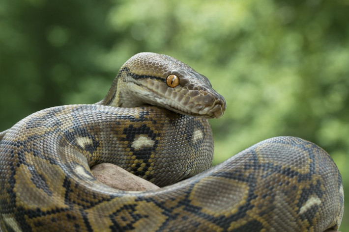 Trăn gấm (Python reticulatus) dài 10 mét, sinh sống trong các khu rừng mưa Đông Nam Á. Là loài dài nhất trong các loài trăn rắn còn tồn tại, chúng giết các con thú lớn như hươu nai bằng cách siết chặt.