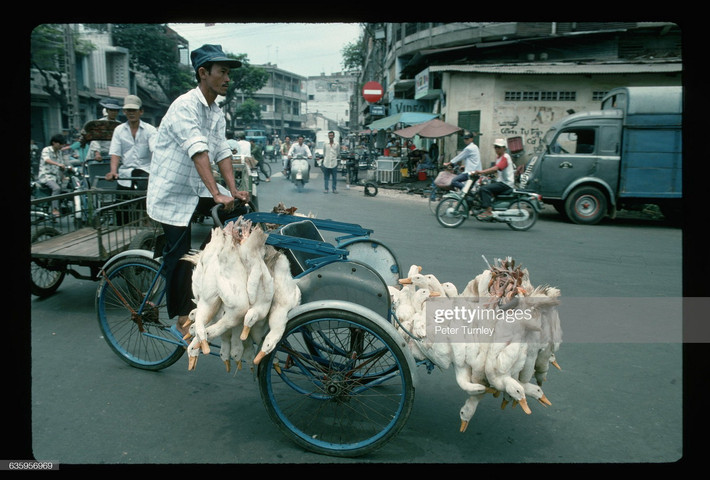 Chuyến xích lô chở vịt.