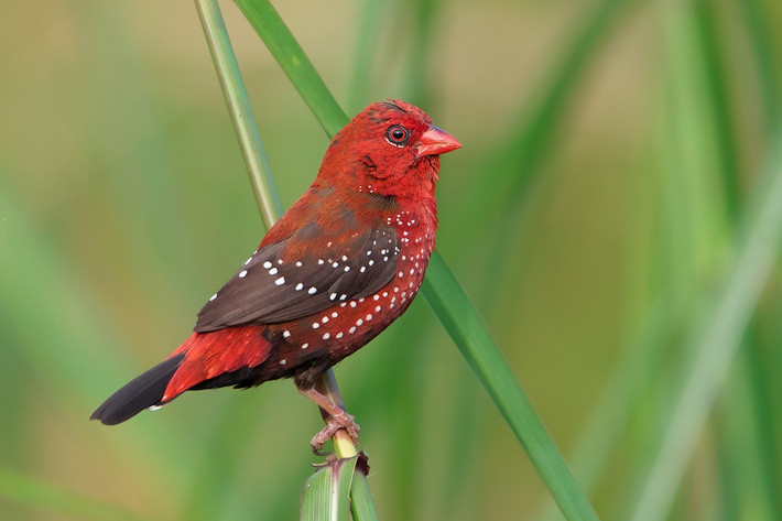 Mai hoa (Amandava amandava) dài 10 cm, là loài định cư không phổ biến tại Tây Bắc, Đông Bắc và Nam Bộ. Ảnh: eBird.