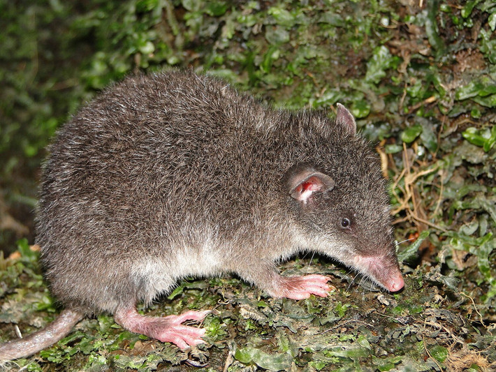Chuột chù túi (Caenolestes obscurus) dài 9-14 cm, sống ở các vùng cao của Colombia, Ecuador và Venezuela. Loài thú có túi này sử dụng răng cửa lớn ở hàm dưới để giết con mồi là động vật nhỏ. Ảnh: Wikiwand.