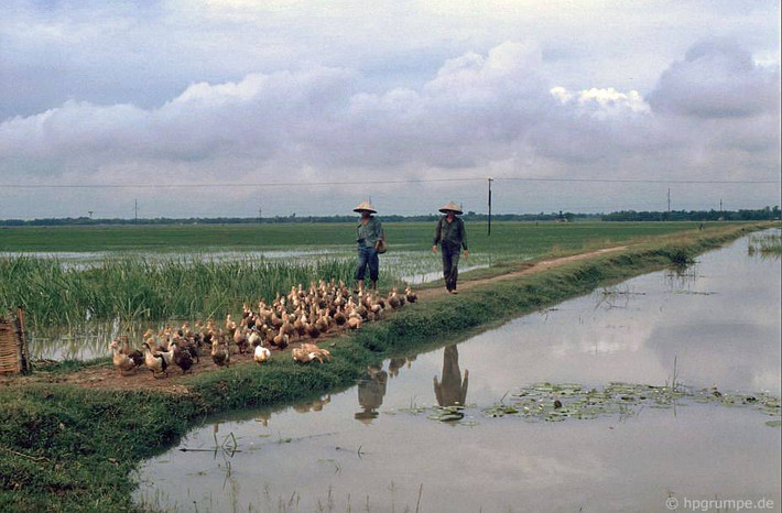 Người nông dân lùa vịt trên bờ ruộng. Ảnh: Hpgrumpe.de.