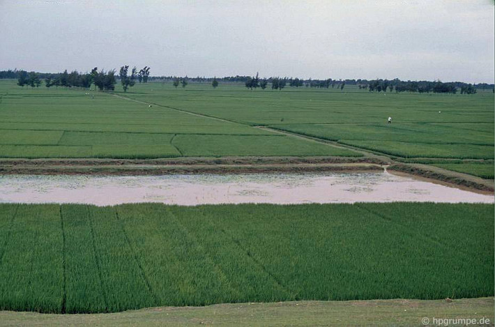 Những cánh đồng nằm bên đường từ Hà Nội đi chùa Thầy. Ảnh: Hpgrumpe.de.