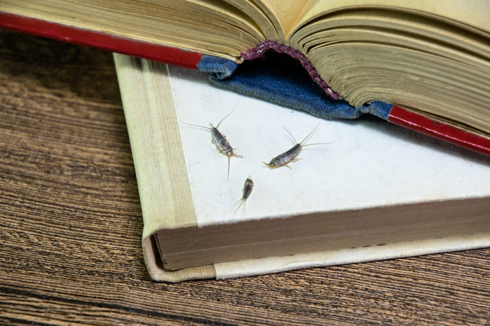 Một số loài nhậy là côn trùng thường gặp trong nhà trên khắp thế giới. Đôi khi chúng bị con người coi là loài gây hại vì phá hủy sách vở và quần áo trong tủ. Ảnh: Pestline - Pest Control.