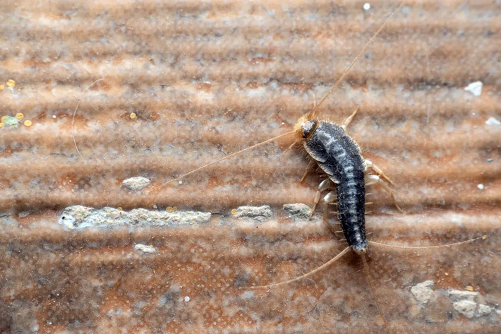 Các loài nhậy có đặc điểm chung là có thân hình nhỏ bé (dài không quá 2 cm), không có cánh, có râu xúc giác dạng tơ dài ở đầu. Các đột bụng có lông cứng nhỏ. Ảnh: Rural Sprout.