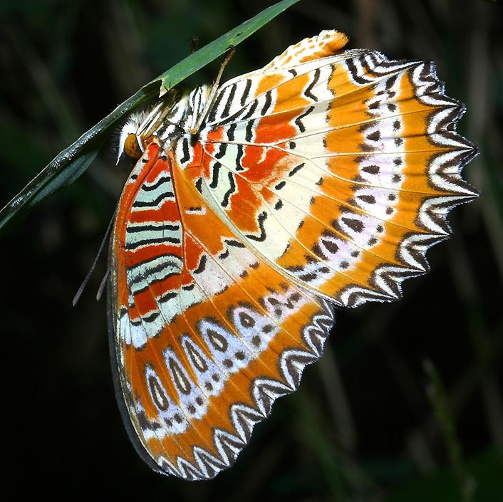 Bộ cánh lộng lẫy thu hút mọi ánh nhìn của bướm báo hoa đỏ (Cethosia biblis) ở VQG Cát Tiên. Ảnh: Richard-seaman.com.