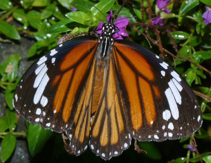 Bướm hổ vằn (Danaus genutia) có màu sắc gợi nhớ đến bộ lông của loài hổ. Ảnh: Richard-seaman.com.
